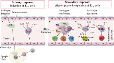 CD4 TRM Cells Following Infection and Immunization: Implications for More Effective Vaccine Design